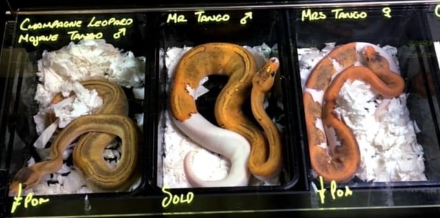 Snakes for sale at a previous event. Picture by World Animal Protection