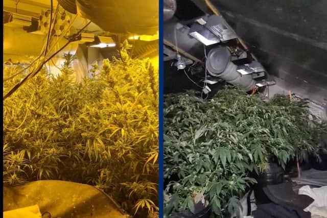 A man has been arrested after officers raided a house in Doncaster and found dozens of cannabis plants worth tens of thousands of pounds.