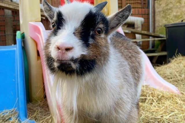 Elliot the therapy goat who needs a hay steamer.
