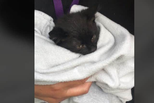 The kitten was rescued and is safe and well