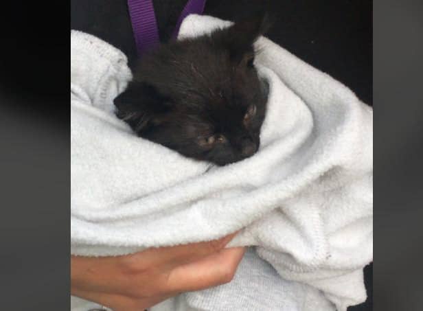 The kitten was rescued and is safe and well
