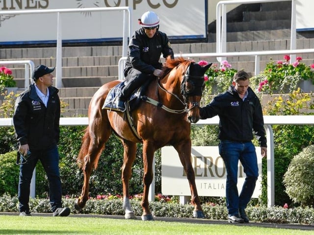 The Australians are expecting their first winner at the royal meeting since Black Caviar ten years ago, with eight-year-old speedster Nature Strip carrying many of their hopes. Despite his age, he is considered to be the best sprinter in the world and tackles the King's Stand Stakes over 5f on Tuesday. Jockey James McDonald labels him "a freak". ([PHOTO BY: Francesca Altoft)