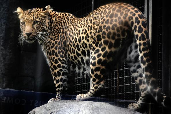 There are so many zoos and wildlife parks who have dedicated cameras recording wild animals that you can watch from home.