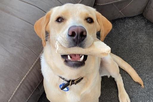 Alfie with his chew.