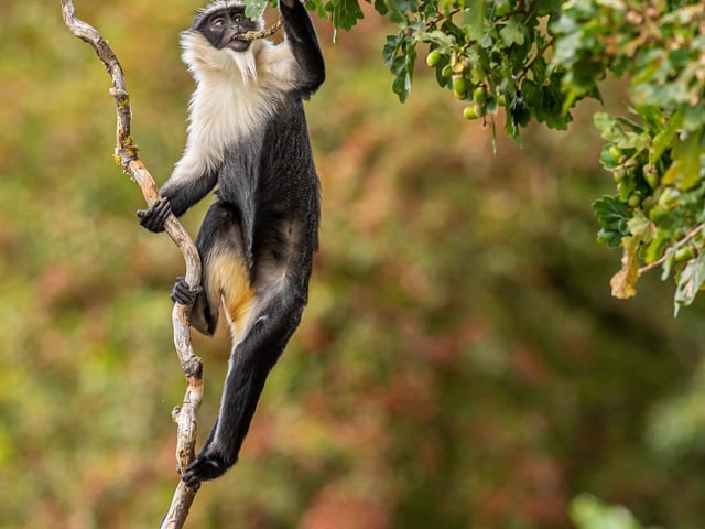 Celebrating the birth of adorable Roloway monkey Dassioko was a fitting start to the year as it demonstrates the power of the park’s work for the species, which is one of the most endangered primates in the world with only 200 left in the wild. His elder brother Kumasi was the first ever Roloway birth in the UK and the pair are doing well as the park continues its work at the heart of the European breeding programme.