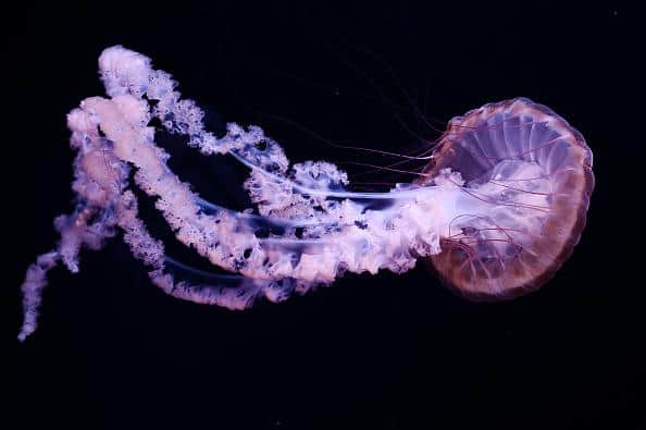 Jellyfish could one day be on the menu of your local chippy.