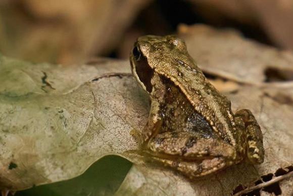 A sweet little frog on autumnal leaves taken by @claudiasnaturejournal