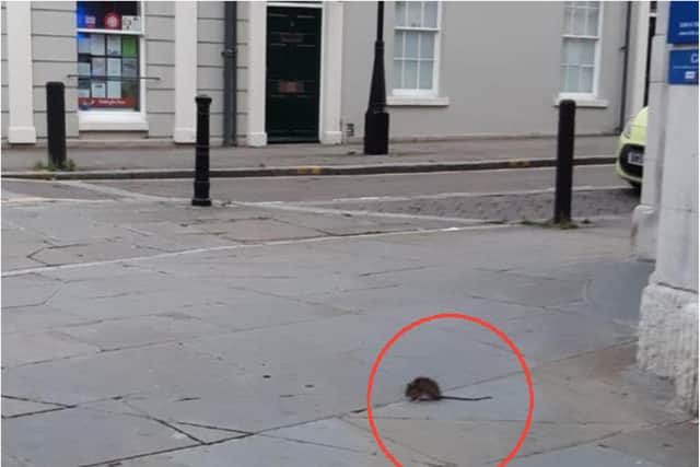 The rat was spotted in High Street.