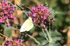 Butterfly on a flower.