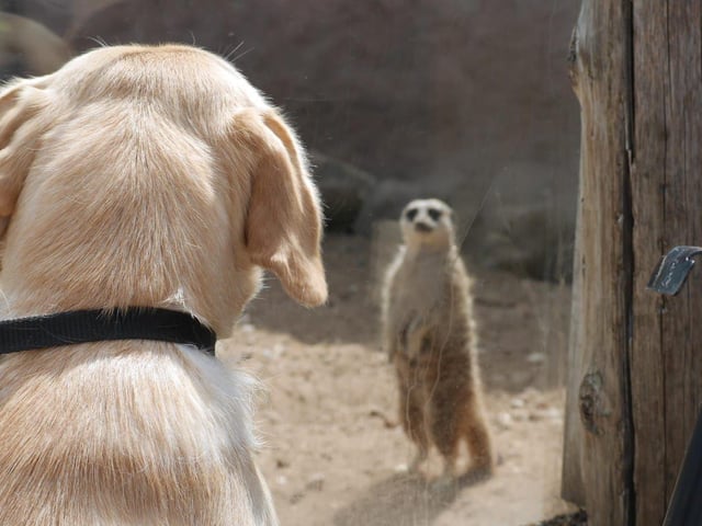 A guide dog puppy and a Meerkat watch each other curiously at Yorkshire Wildlife Park