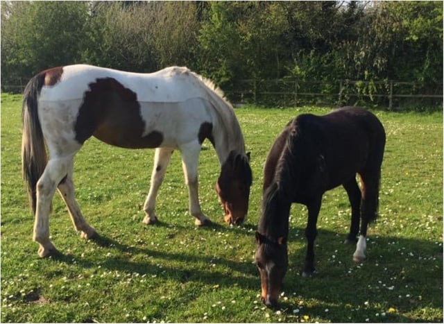 Please don't feed our horses, is the message!