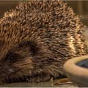 Look out for hedgehogs during Hedgehog Awareness Week.