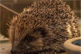 Look out for hedgehogs during Hedgehog Awareness Week.