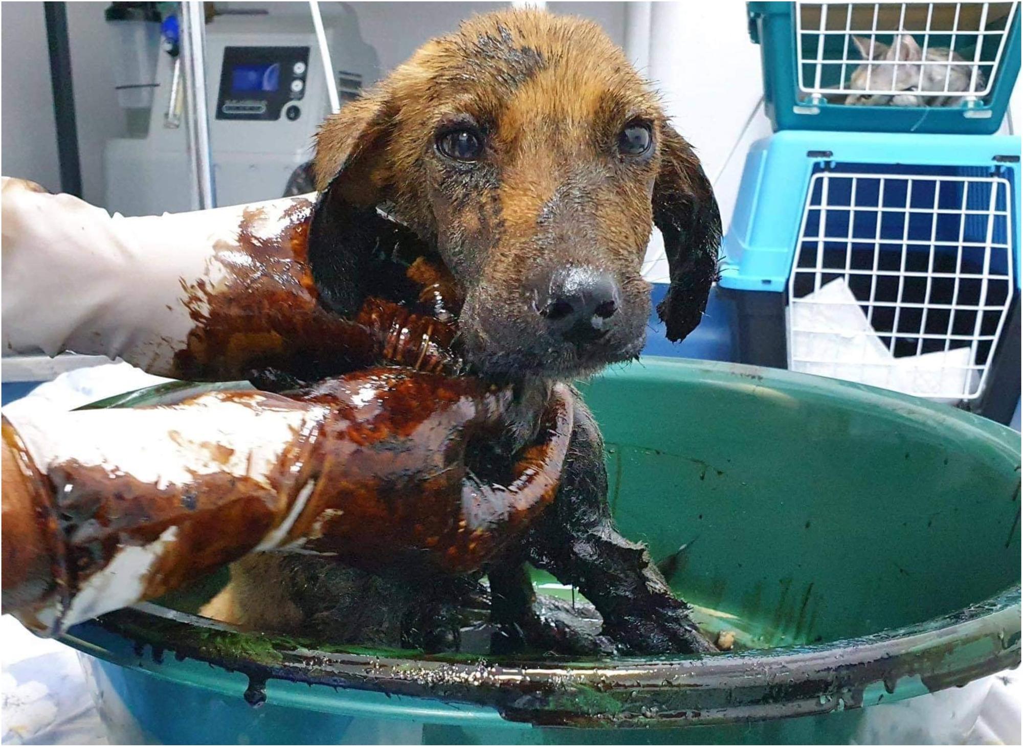 Mayflower dog sanctuary cheap