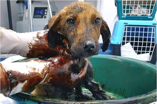 The puppy was soaked in hot tar in a vile attack. (Photo: Mayflower Animal Sanctuary).