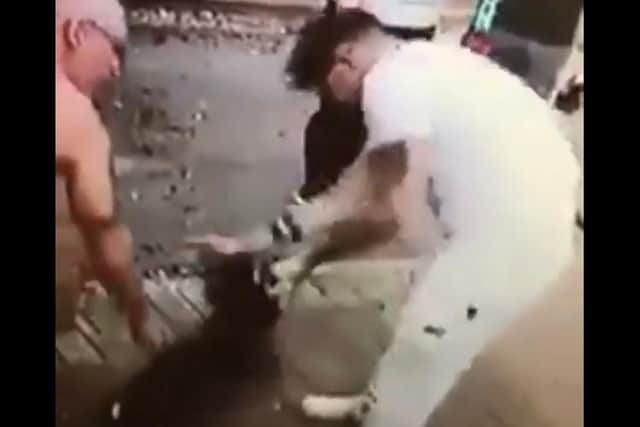 A video has emerged of a man apparently punching a dog in the head three times (photo: screengrab).