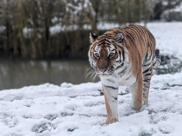 The first snowfall of the year came to the delight of all the animals. However, Tschuna the Amur Tiger, in particular, had a lot of fun in the wintery weather.