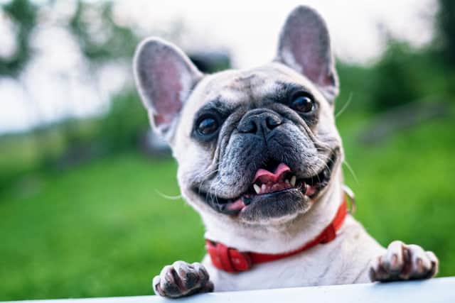 Direct Line Pet Insurance said French bulldogs were the most stolen breed in 2021, followed by Jack Russells, chihuahuas and pugs. Stock picture by Pixabay.
