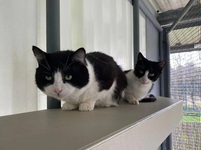 The pair of Erica (one year old) and Elijah (five years old) are naturally cautious of their surroundings, but will warm up to a caring owner in no time at all.