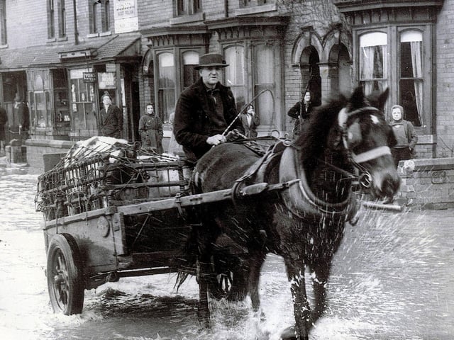 A man takes two calves to market through the flood water in Toll Bar in 1947