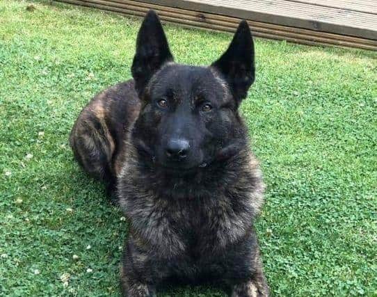 Police dog Benson.