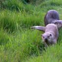 The love birds (otters)