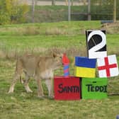 Yorkshire Wildlife Park’s three lion cubs Santa, Teddi and Emi investigate a stack of birthday presents in their enclosure at Yorkshire Wildlife Park. Photo credit: Yorkshire Wildlife Park/Dominic Lipinski