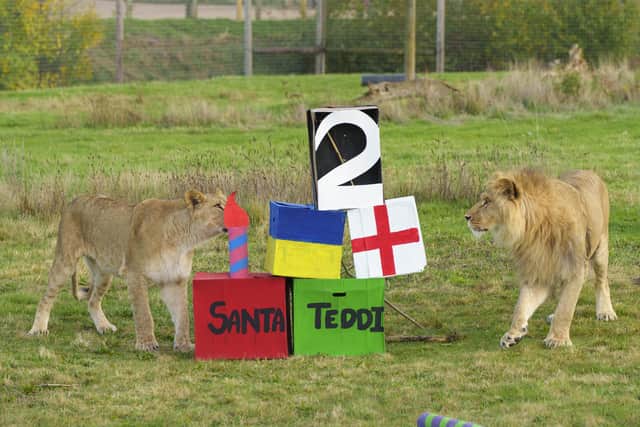Yorkshire Wildlife Park’s three lion cubs Santa, Teddi and Emi investigate a stack of birthday presents in their enclosure at Yorkshire Wildlife Park. Photo credit: Yorkshire Wildlife Park/Dominic Lipinski