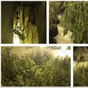 Police busted open the cannabis factory in Dunscroft.