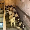 Stunned police found more than 80 dogs at the property.