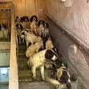 Stunned police found more than 80 dogs at the property.