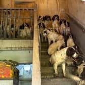 Stunned police found more than 80 dogs at the property.