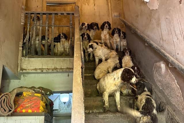 Stunned police found more than 80 dogs at the property.