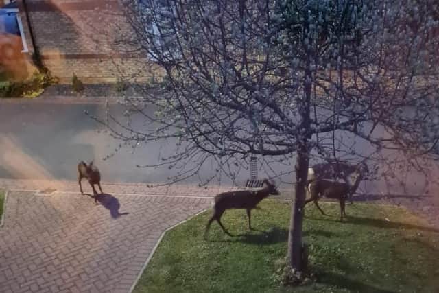 Deer spotted wandering around the Alverley estate in Balby, Doncaster (pic by Lauran Guidera)