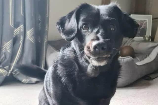 Despite not displaying any signs and remaining cheerful and playful, owner, Anesha Morton-Sooley, believes her 14-year-old family dog, Meeka's condition may worsen if she is not treated soon.