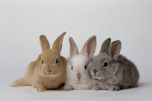 There's an Easter ban on buying bunnies