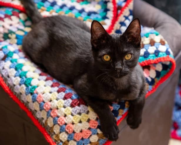 The RSPCA is calling on people to knit and crochet blankets for pets.
