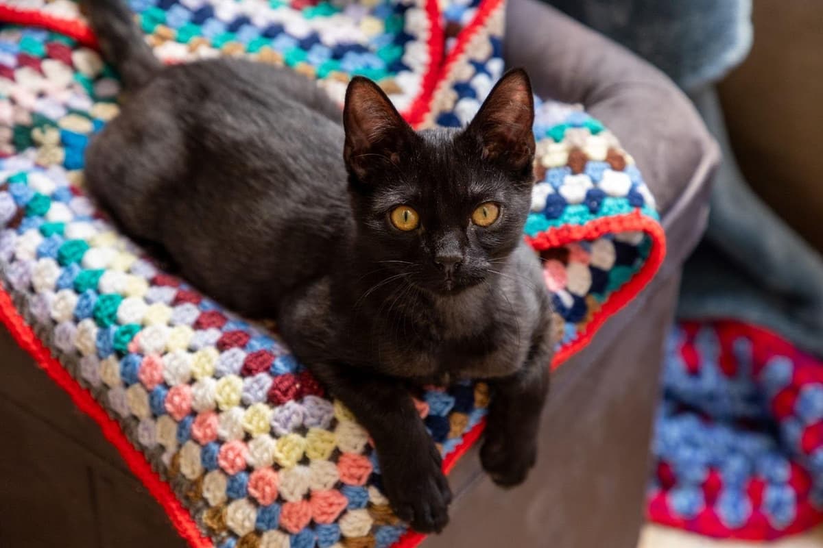 Doncaster crafters urged to knit blankets to help RSPCA pets in need