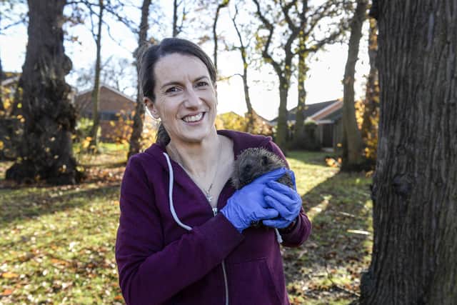 Anni Crawford looking after some of the hedgehogs at The Hog Hostel in Doncaster
