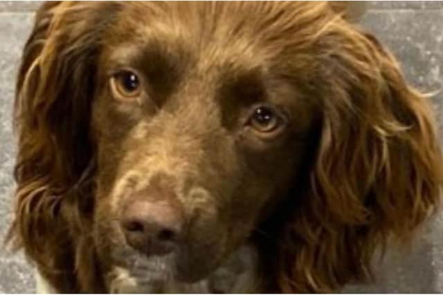 Springer Spaniel Lily has been found safe