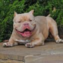 Exotic bullies are on the rise in Doncaster following the banning of the XL Bully breed.