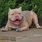 Exotic bullies are on the rise in Doncaster following the banning of the XL Bully breed.