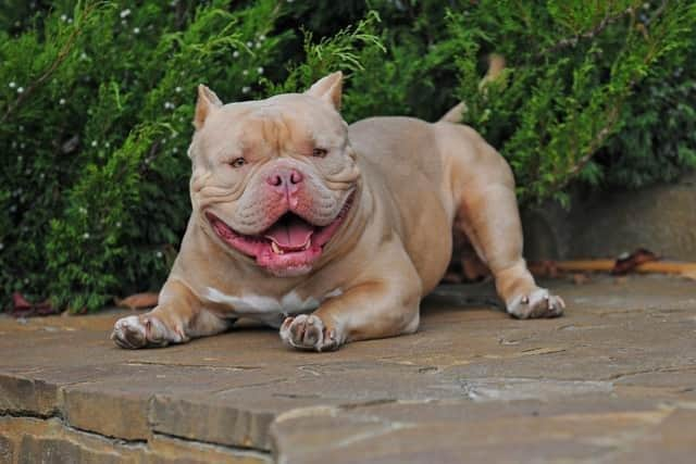 Exotic bullies are on the rise in Doncaster following the banning of the XL Bully breed.