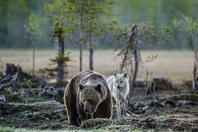 Beavers, bears, wolves and lynx: Campaigners want to see these animals reintroduced to the British countryside (Photo: Shutterstock)