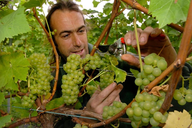 Head Gardener David Kesteven picking Seyval Blanc grapes in the vineyard at Renishaw Hall, Eckington near Sheffield in 2005