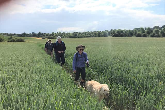 Walking through fields of barley