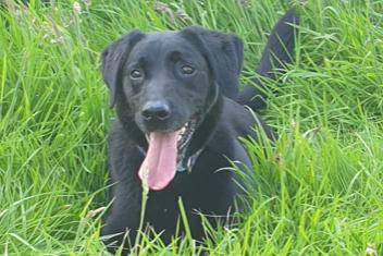 Harri is a black Labrador aged around 10 years old, which makes him the oldest working specialist dog in Lancashire. His specialisms are finding drugs, weapons and cash. He has been with his current handler since 2014, who says Harri has a fabulous character and adores attention from his family and police.