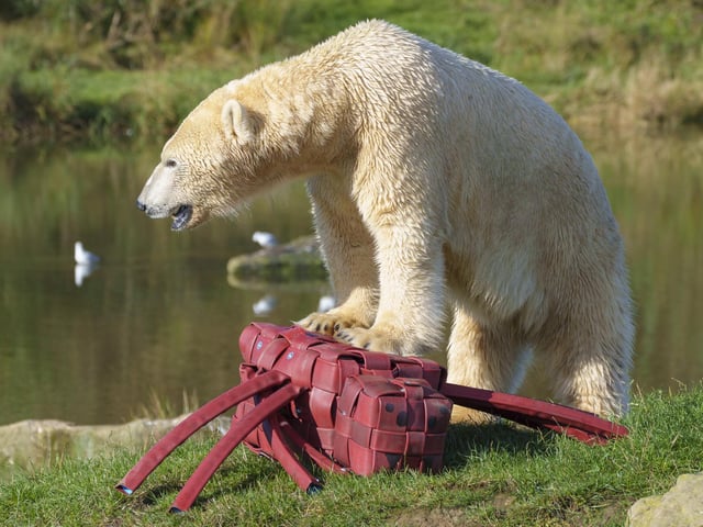 Yuma gets to grips with the spider.