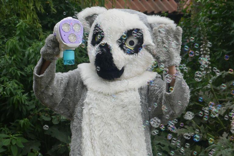 Meet Lizzie the Lemur, conservation mascot at Tropical Butterfly House!