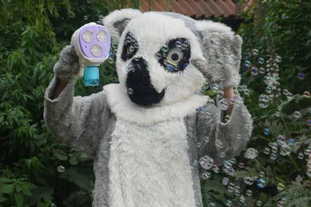 Meet Lizzie the Lemur, conservation mascot at Tropical Butterfly House!